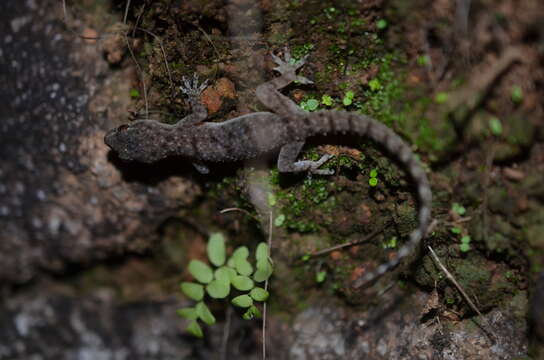 Image of Brook's House Gecko