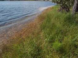 Image of Southern Umbrella Sedge