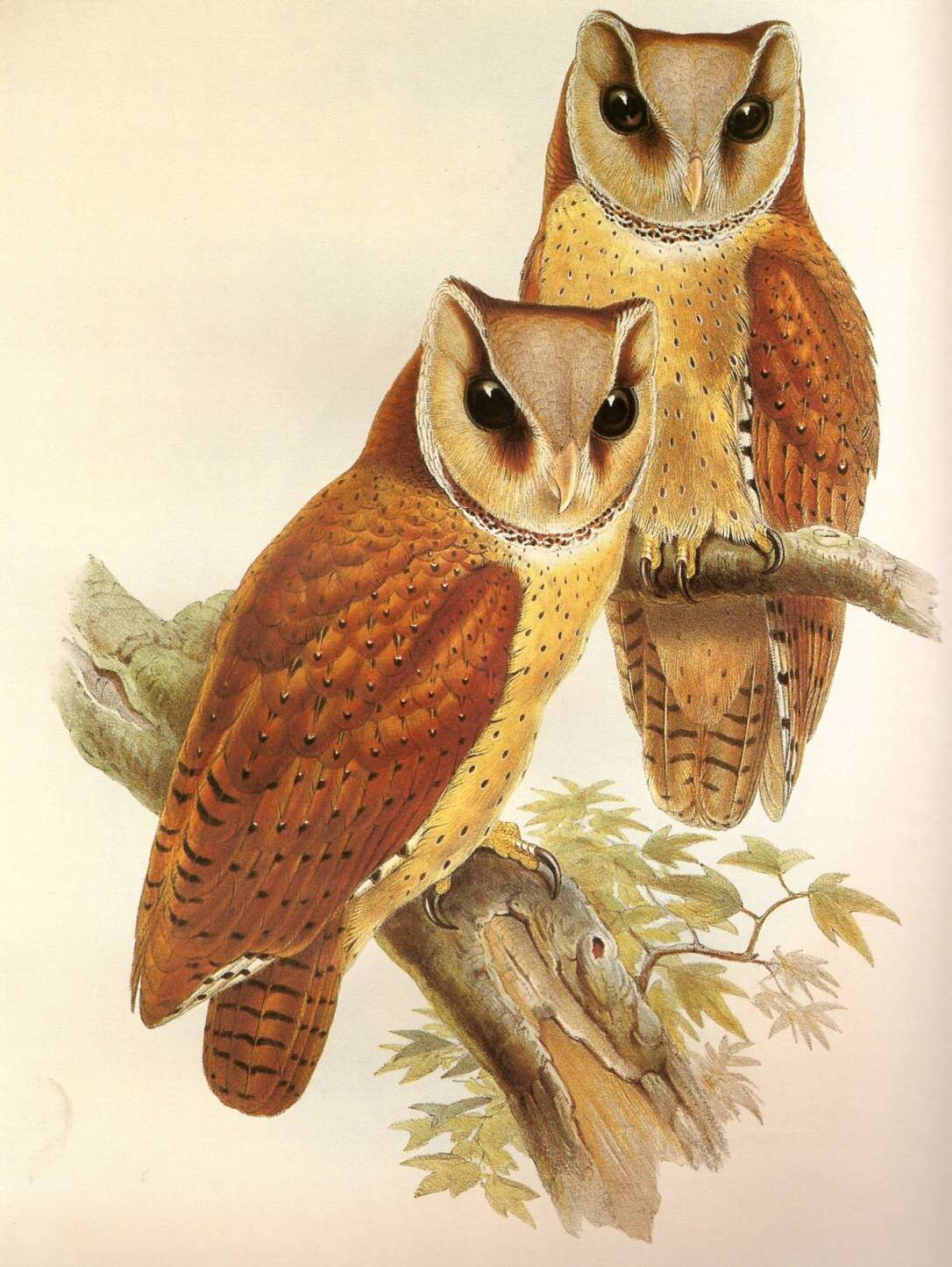 Image of Bay Owl