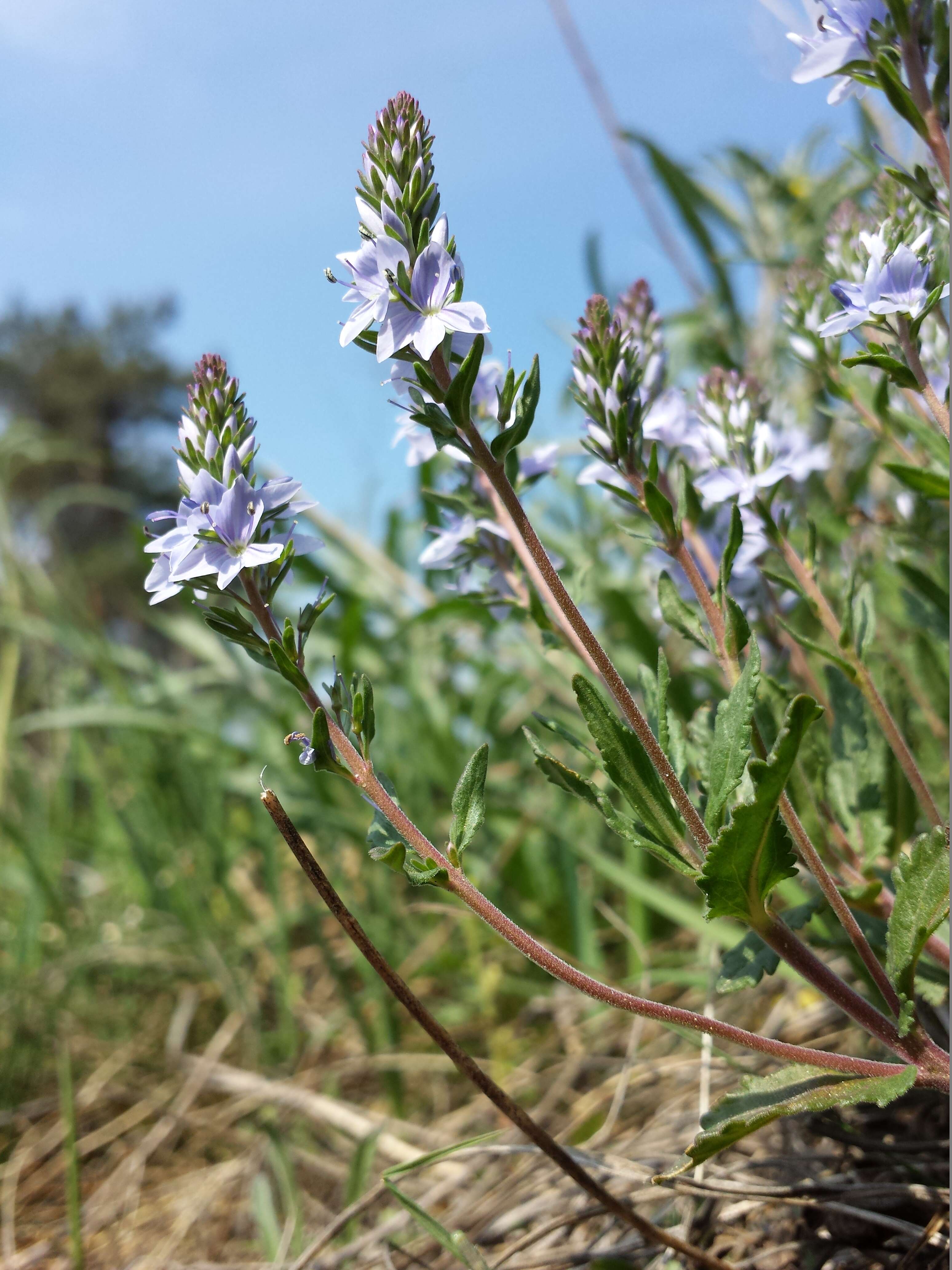 Image of Sprawling Speedwell