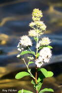 Image of white meadowsweet