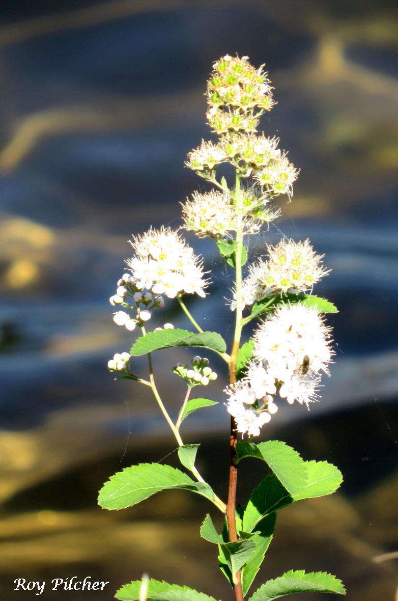 Imagem de Spiraea alba Du Roi