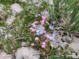 Image of Myosotis rehsteineri Warten.