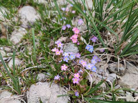 صورة Myosotis rehsteineri Warten.