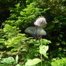 Image of Alpine Black Swallowtail