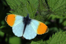 Image of orange tip