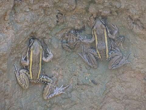 Image of Galam white-lipped frog