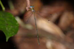 Image of Synlestes tropicus Tillyard 1917