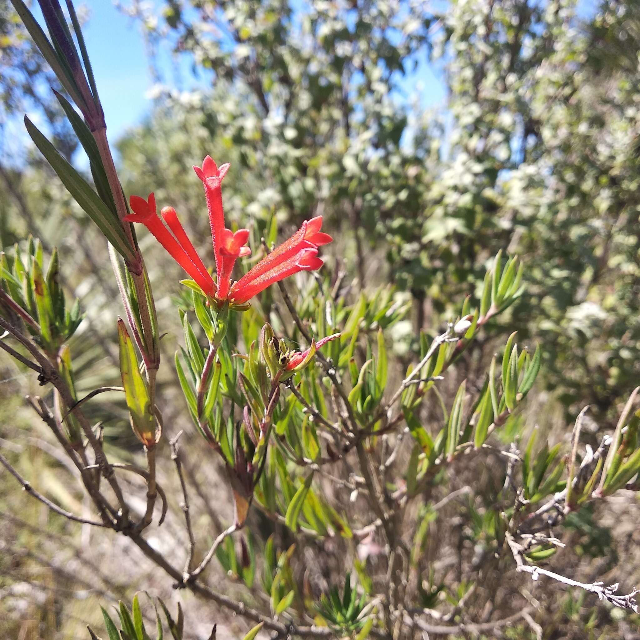 Imagem de Bouvardia tenuifolia Standl.