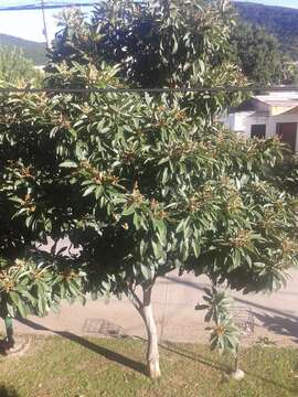 Image of loquat