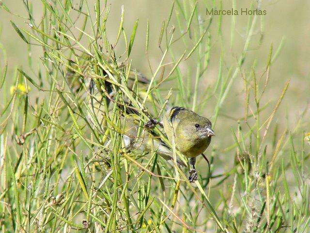 Image of Hooded Siskin