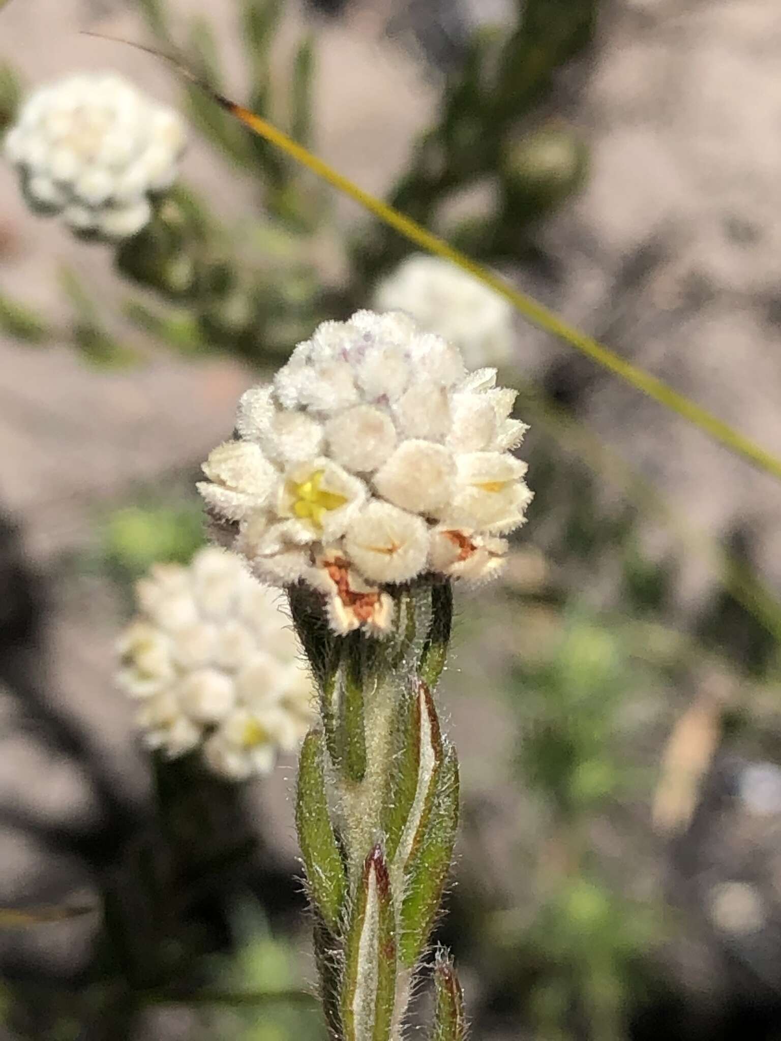 Image of Phylica imberbis var. imberbis