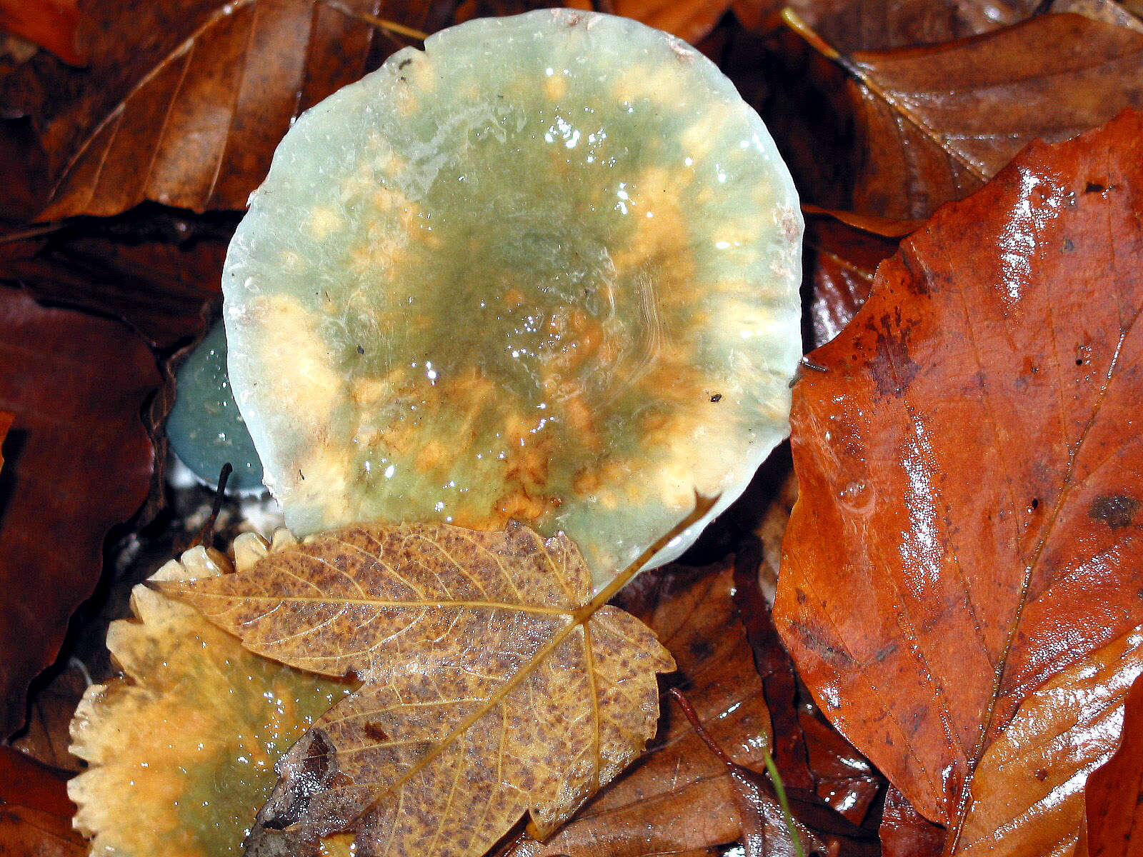 Image of verdigris agaric