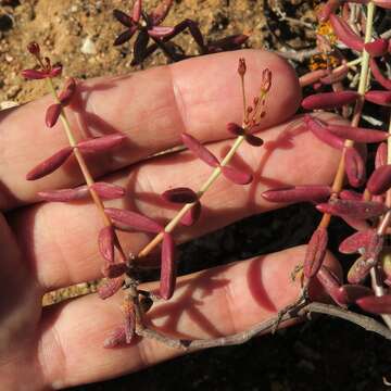 Image of Crassula expansa Soland.