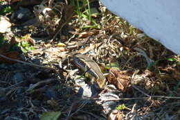 Image of Northern Spotted Skink