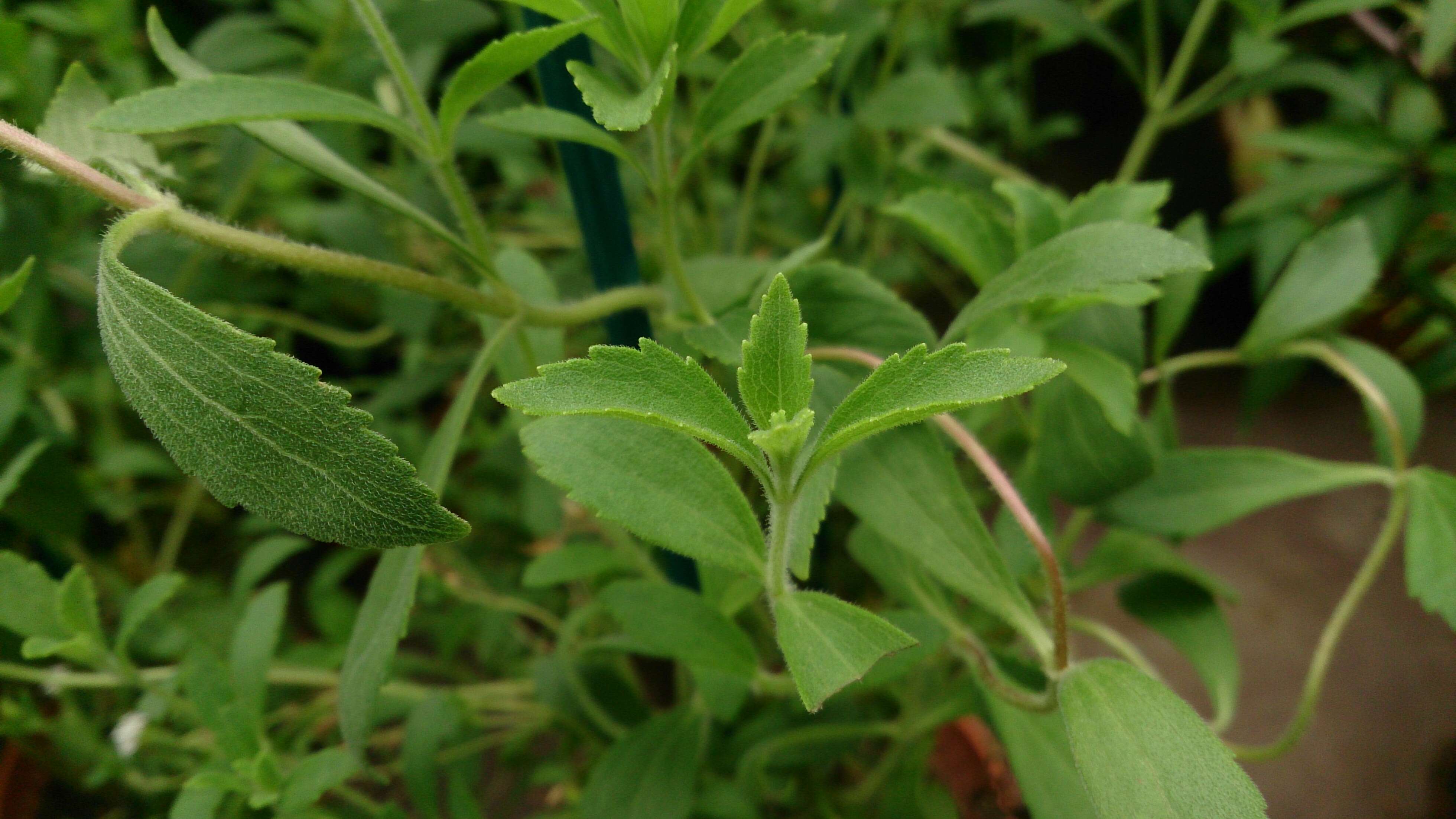 Sivun Stevia rebaudiana (Bertoni) Bertoni kuva