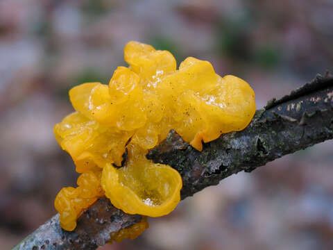 Image of Tremella