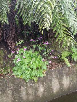 Image of Canary Island geranium