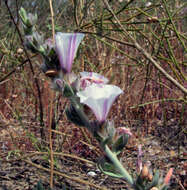 Слика од Convolvulus lanatus Vahl