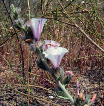 Image de Convolvulus lanatus Vahl