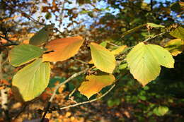 Imagem de Hamamelis mollis Oliv.