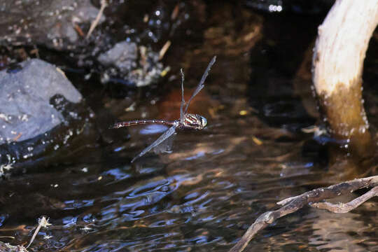 Image of Spinaeschna tripunctata (Martin 1901)