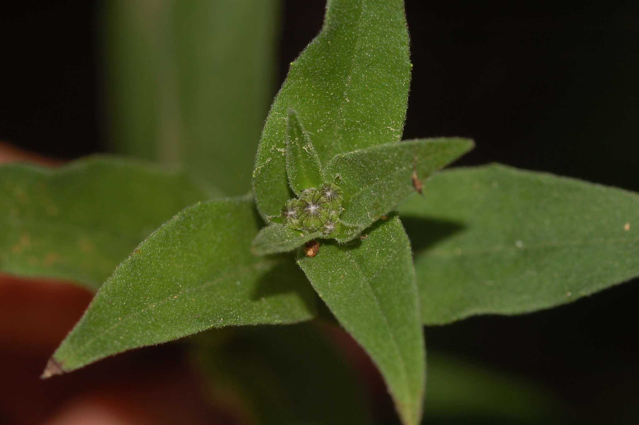 Image of Canadian hawkweed