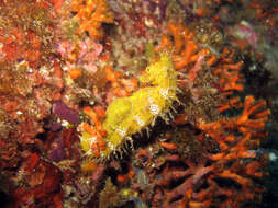 Image of Long-snouted Seahorse