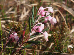 Image of bog rosemary