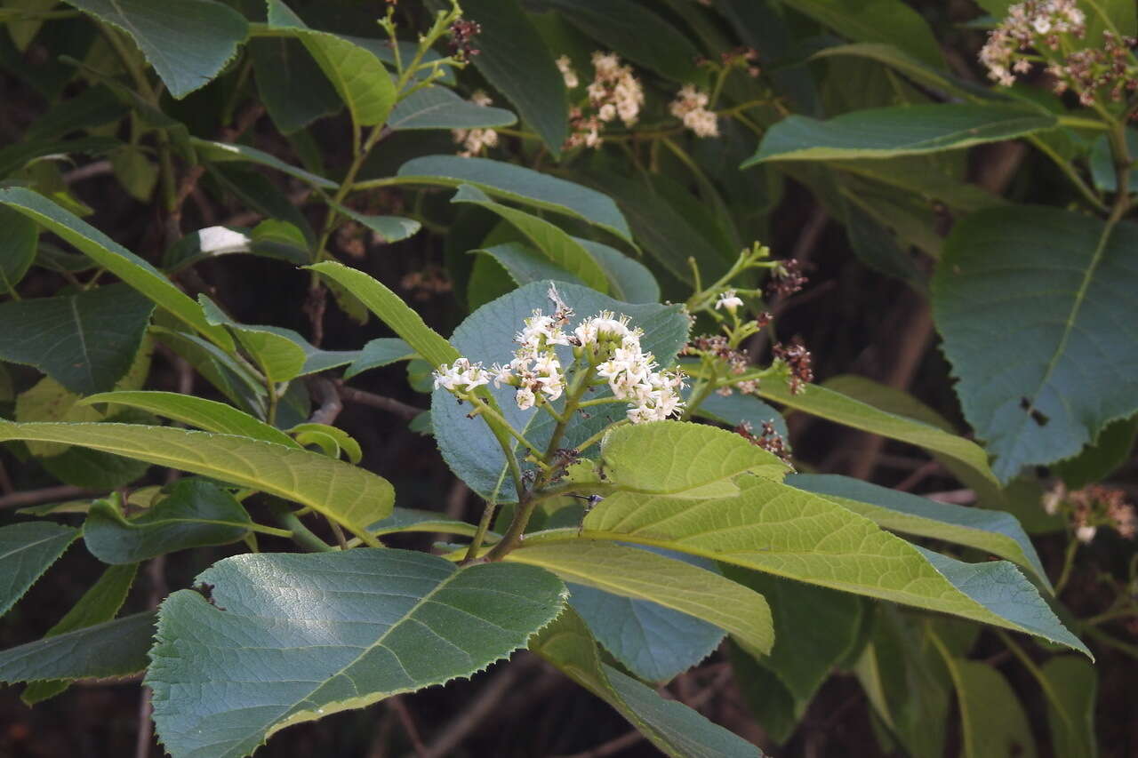 Image of Ehretia dicksonii Hance