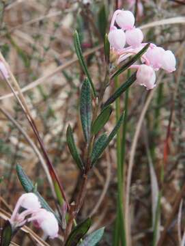 Image of bog rosemary