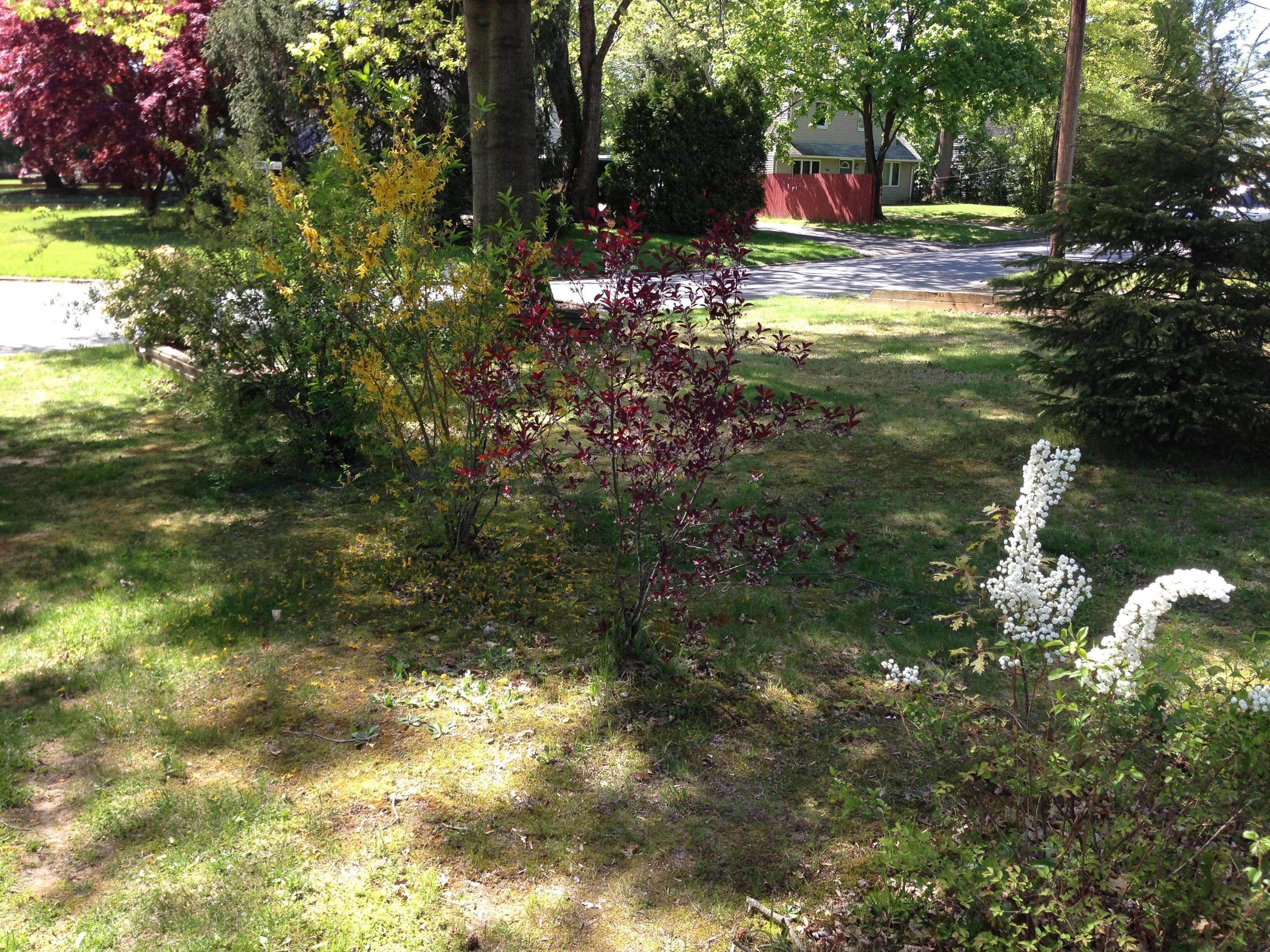 صورة Spiraea prunifolia Sieb. & Zucc.