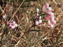 Image of bog rosemary