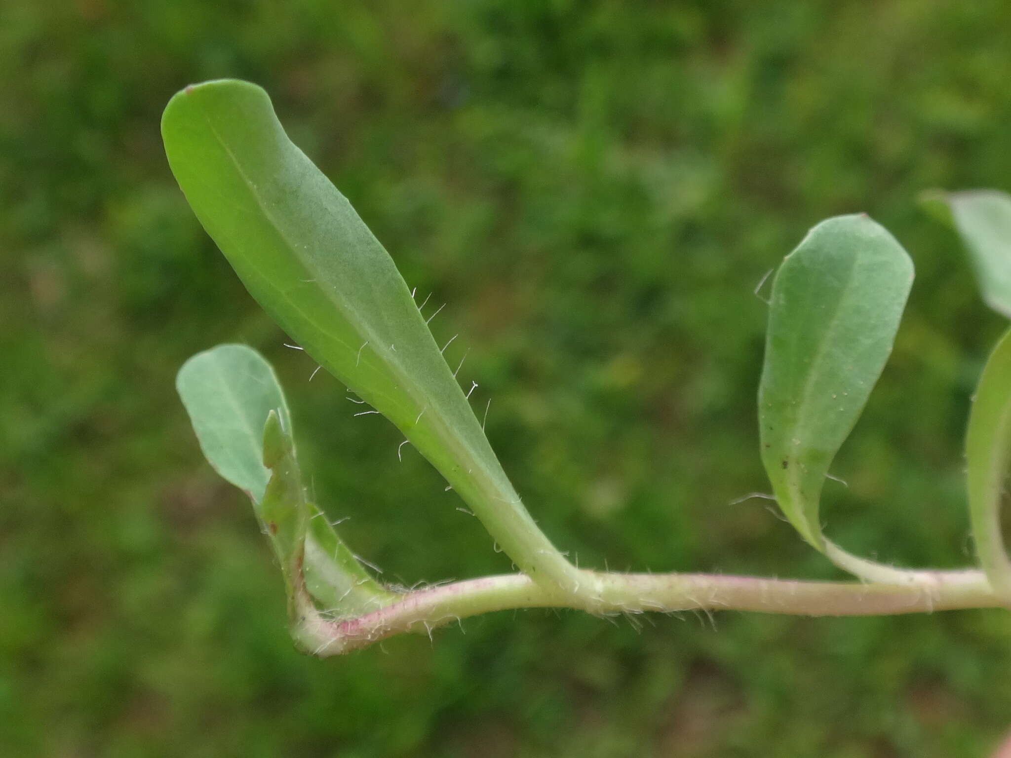 Image of Pilosella lactucella (Wallr.) P. D. Sell & C. West