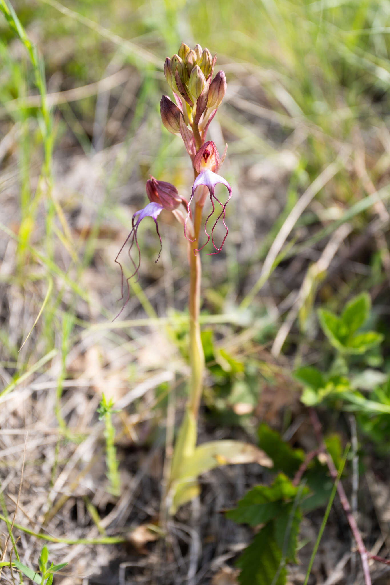 Image of Komper's Orchid