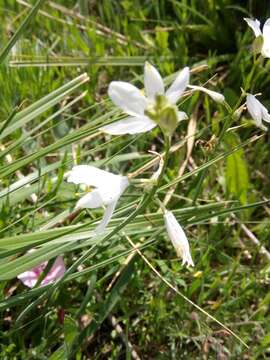 Sivun Anthericum baeticum (Boiss.) Boiss. kuva