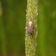 Peritrechus geniculatus (Hahn 1833) resmi