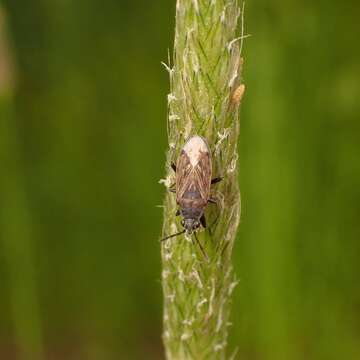 Imagem de Peritrechus geniculatus (Hahn 1833)