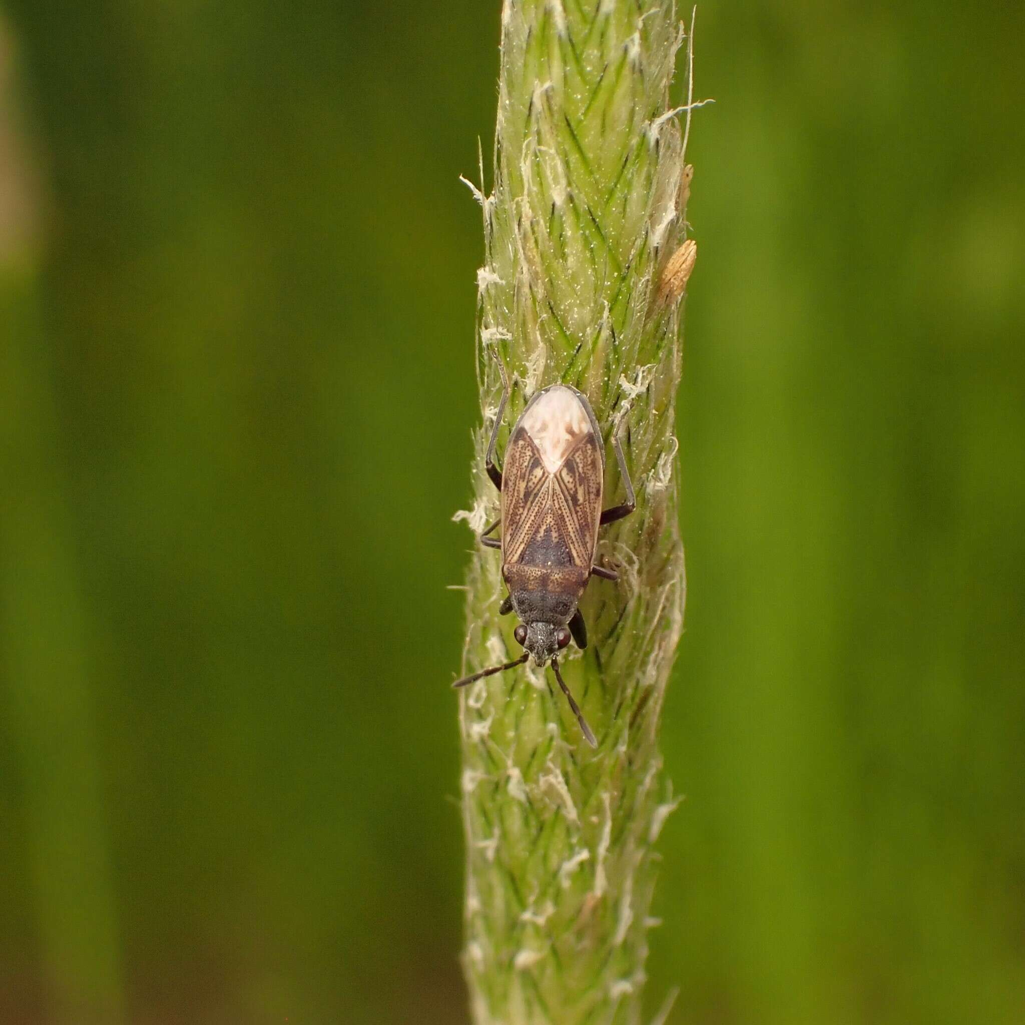 Image of Peritrechus geniculatus (Hahn 1833)