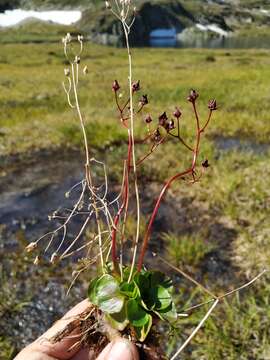 Image of Micranthes melaleuca (Fischer) Losinsk.