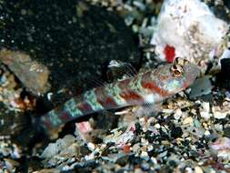 Image of Broad-banded shrimpgoby