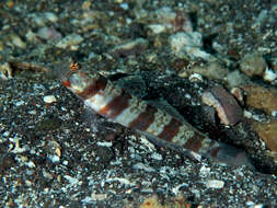 Image of Broad-banded shrimpgoby