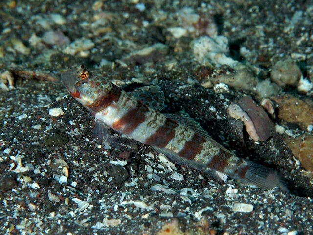 Image of Broad-banded shrimpgoby