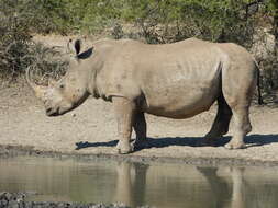 Image of Ceratotherium simum simum