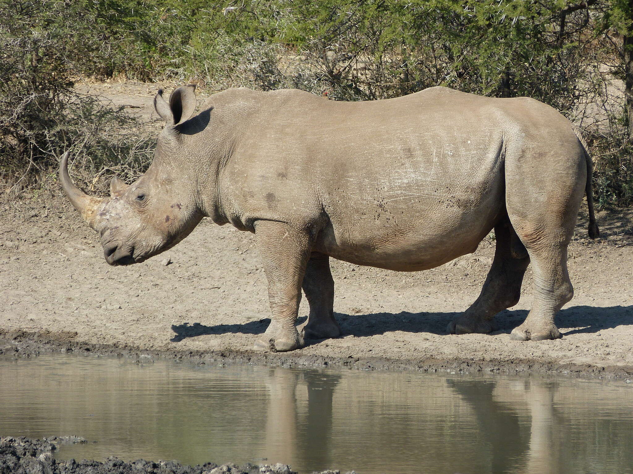 Image of Ceratotherium simum simum