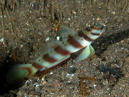 Image of Prawn-goby prawngoby shrimp-goby