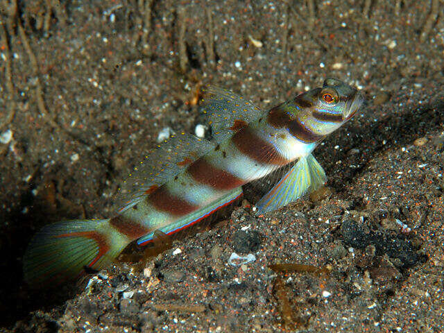 Image of Prawn-goby prawngoby shrimp-goby