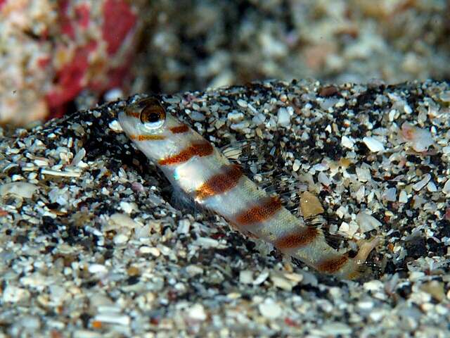 Image of Prawn-goby prawngoby shrimp-goby