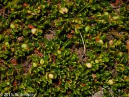 Image of Muehlenbeckia volcanica (Benth.) Endlicher