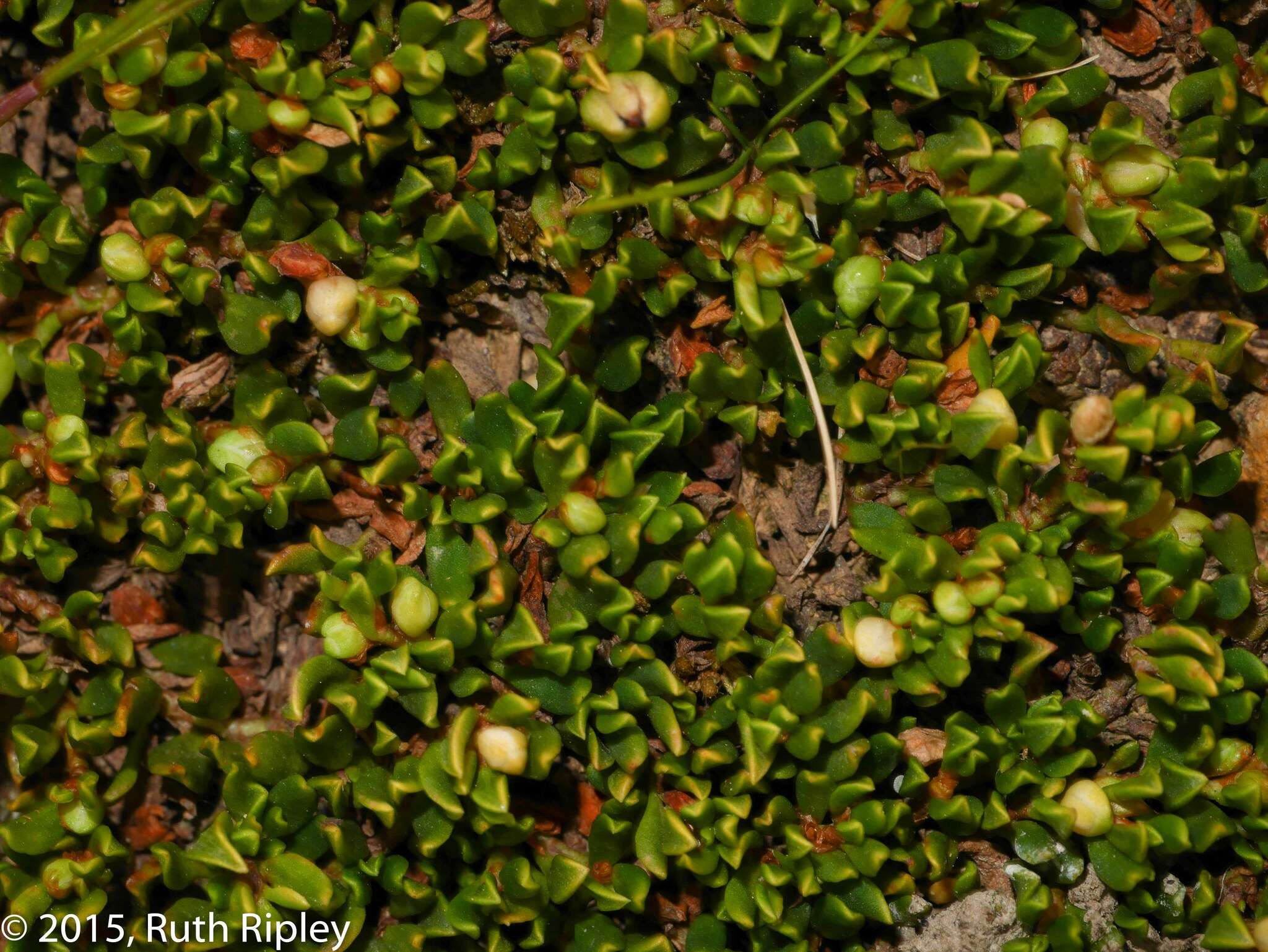 Image of Muehlenbeckia volcanica (Benth.) Endlicher